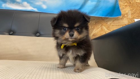 成約済の兵庫県のポメチワ:ポメラニアン×チワワ-329750の3枚目